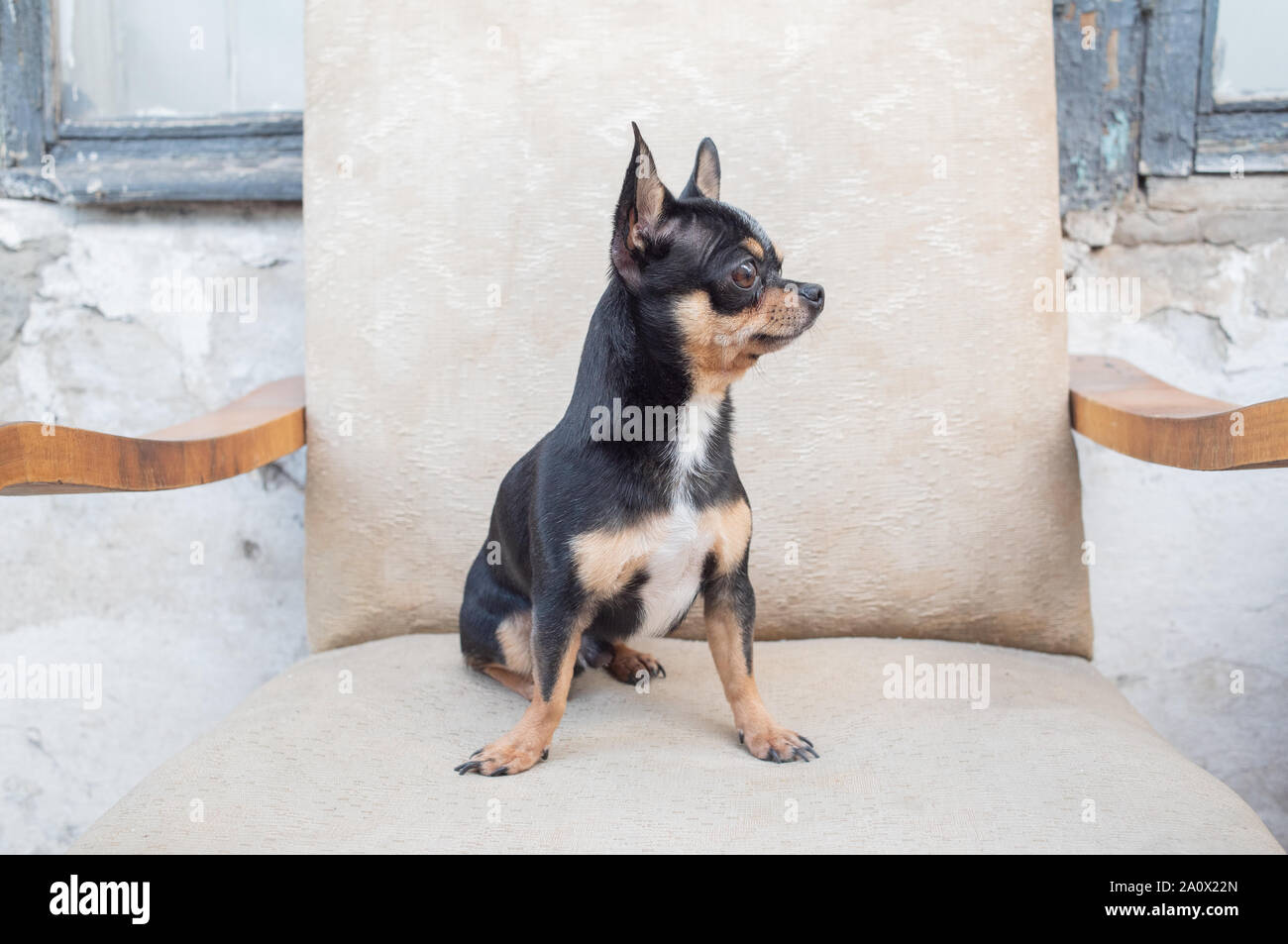 Brown Long Haired Chihuahua Sitting Stock Photos Brown Long