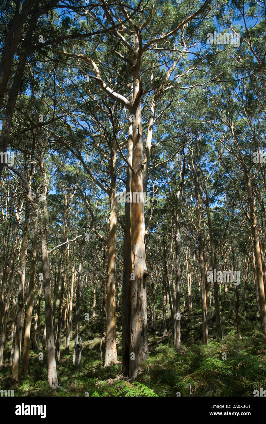 Forest of Eucalyptus trees, Myrtaceae Family, forest, Margaret River, Australia Stock Photo