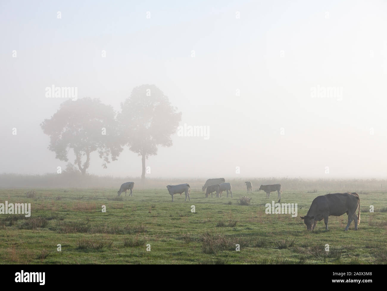 cows in misty meadow with trees in northern germany Stock Photo