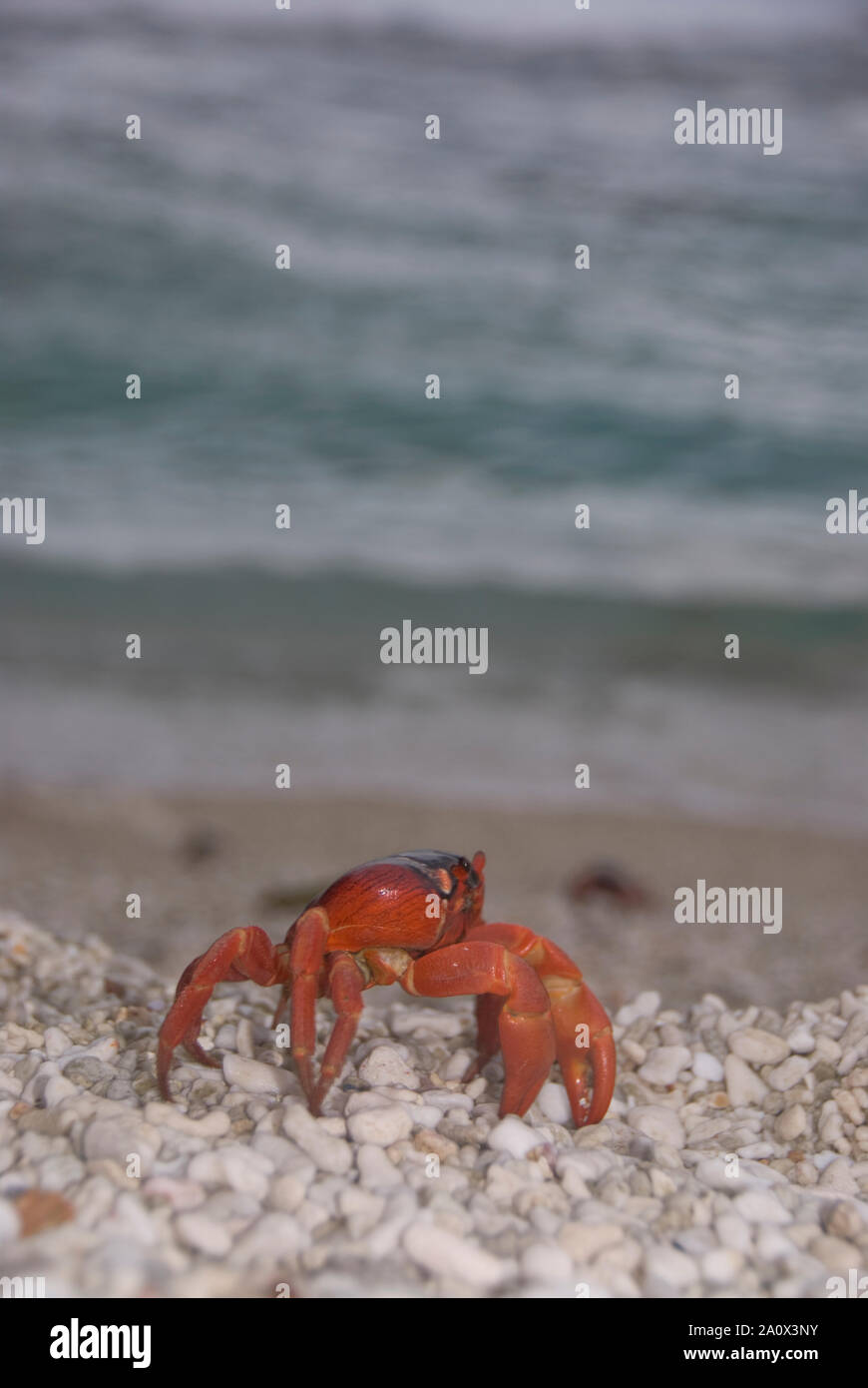 Red Crab, Gecarcoidea natalis, on pebble beach, Christmas Island, Australia Stock Photo