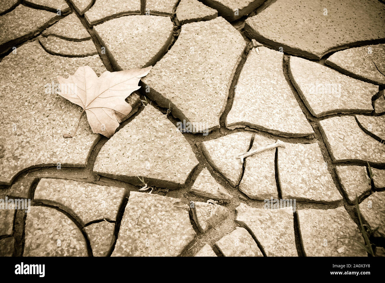 Isolated dry leaf on the ground - concept image Stock Photo