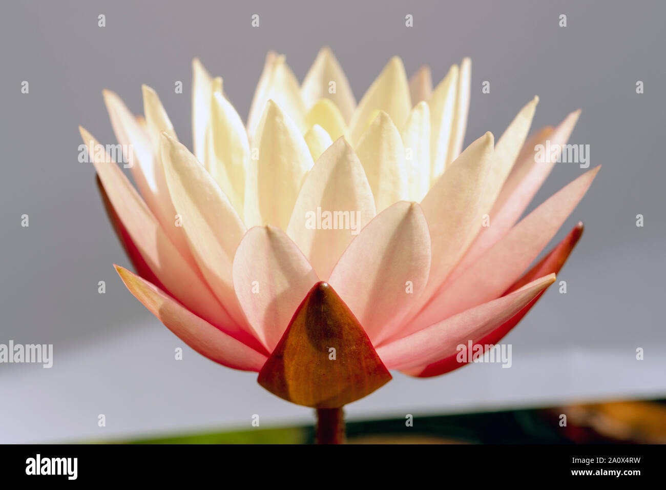 Water lily 'Sunny Pink' with a piece of card placed behind the flower to give a plain background, UK. Stock Photo