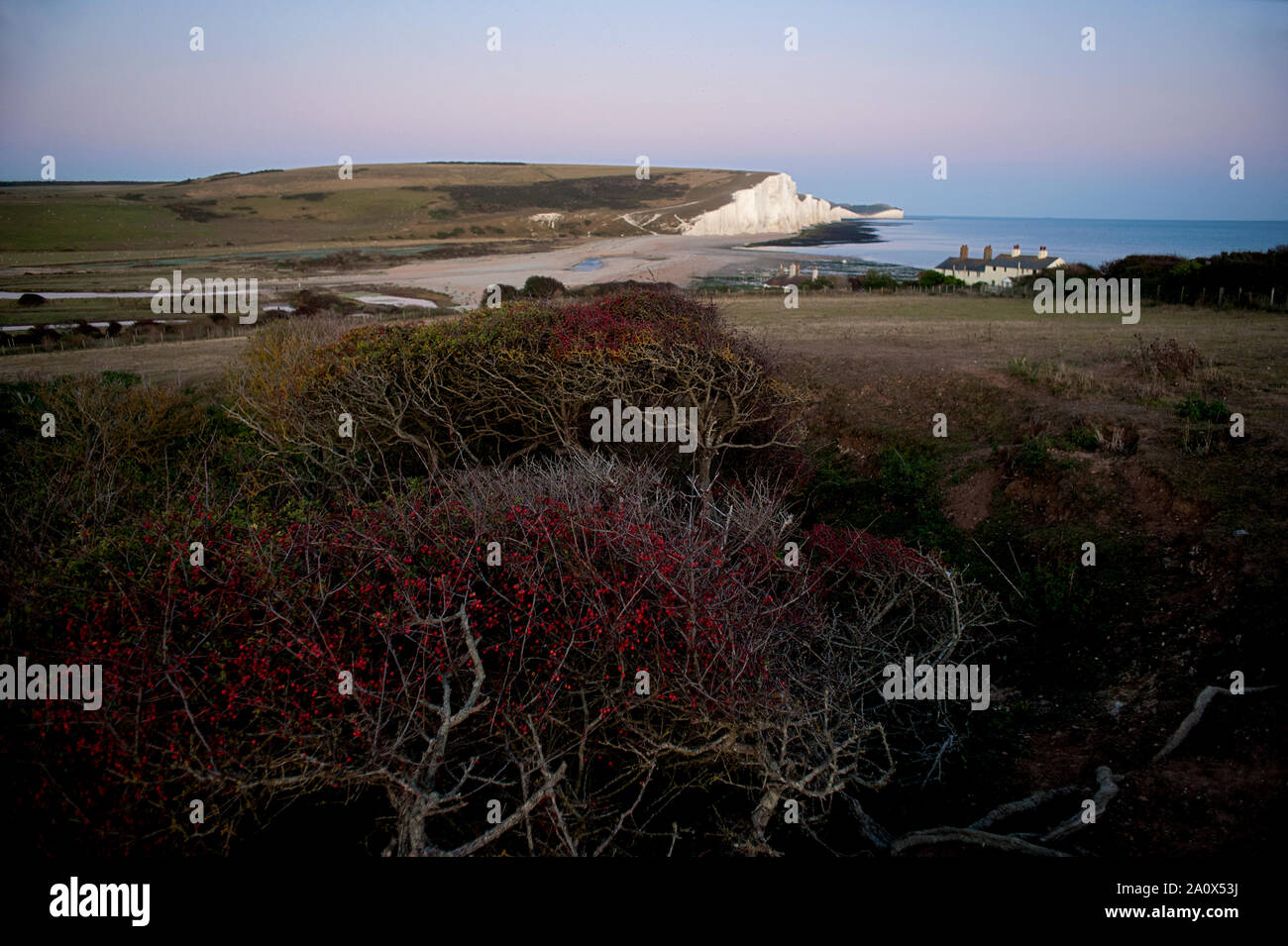 A dramatic view of the Seven Sisters country park and windswept trees. The Seven Sisters in Sussex, England are a series of white chalk cliffs. Stock Photo