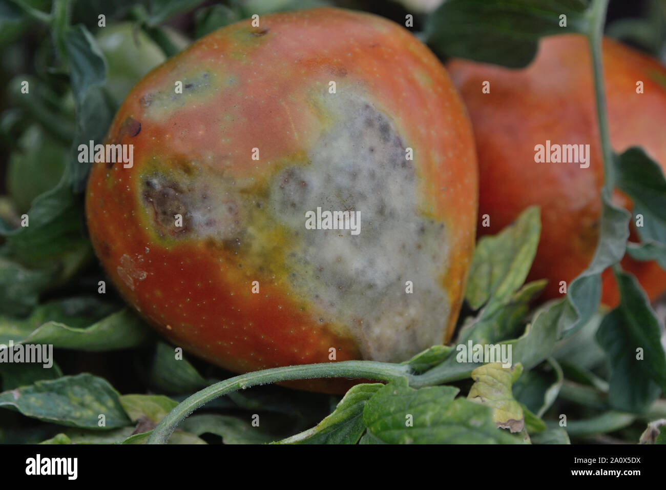 Late blight spreads of tomato fruit, Phytophthora infestans Stock Photo