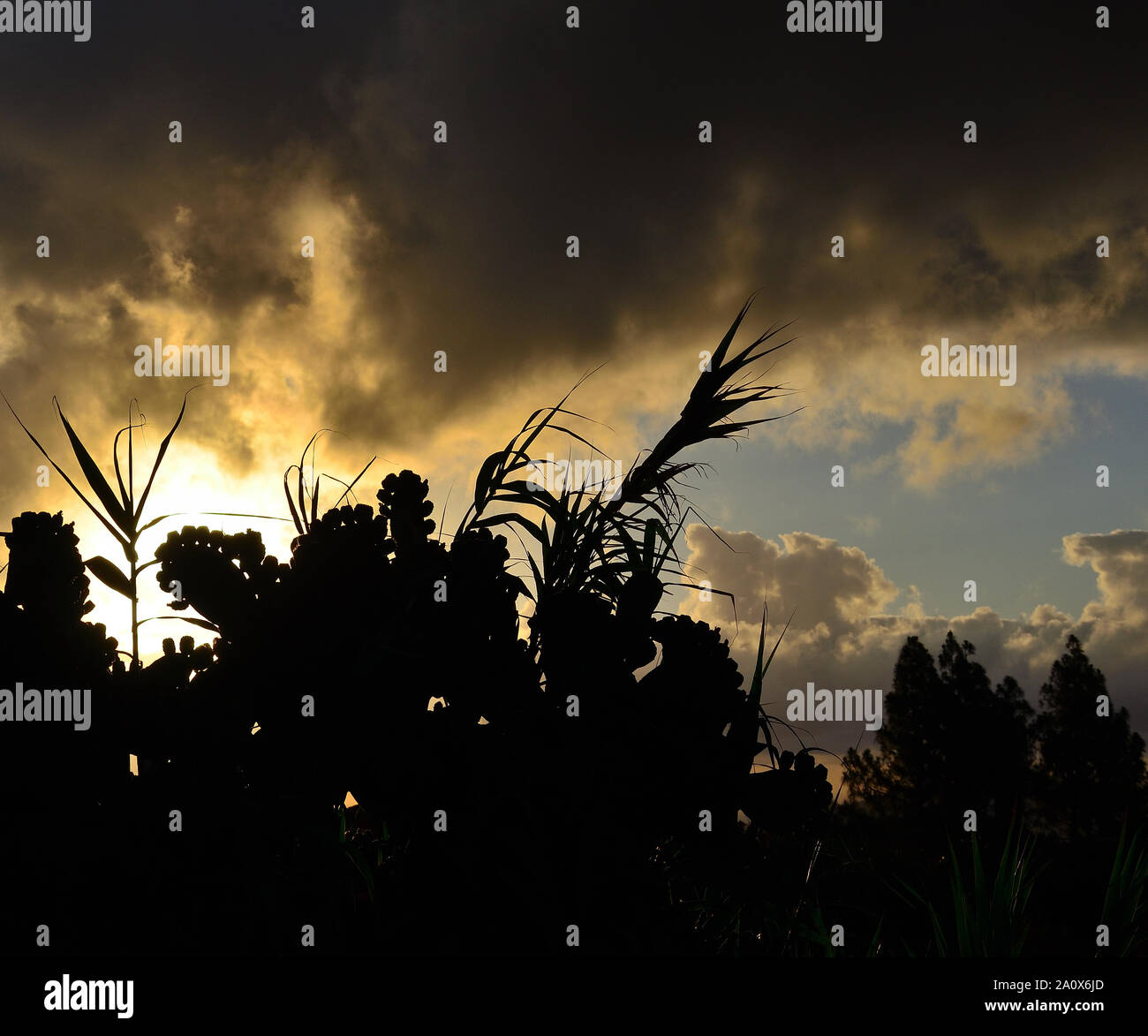 Backlit prickly pears, reeds, pine trees and cloudy sky at dawn Stock Photo