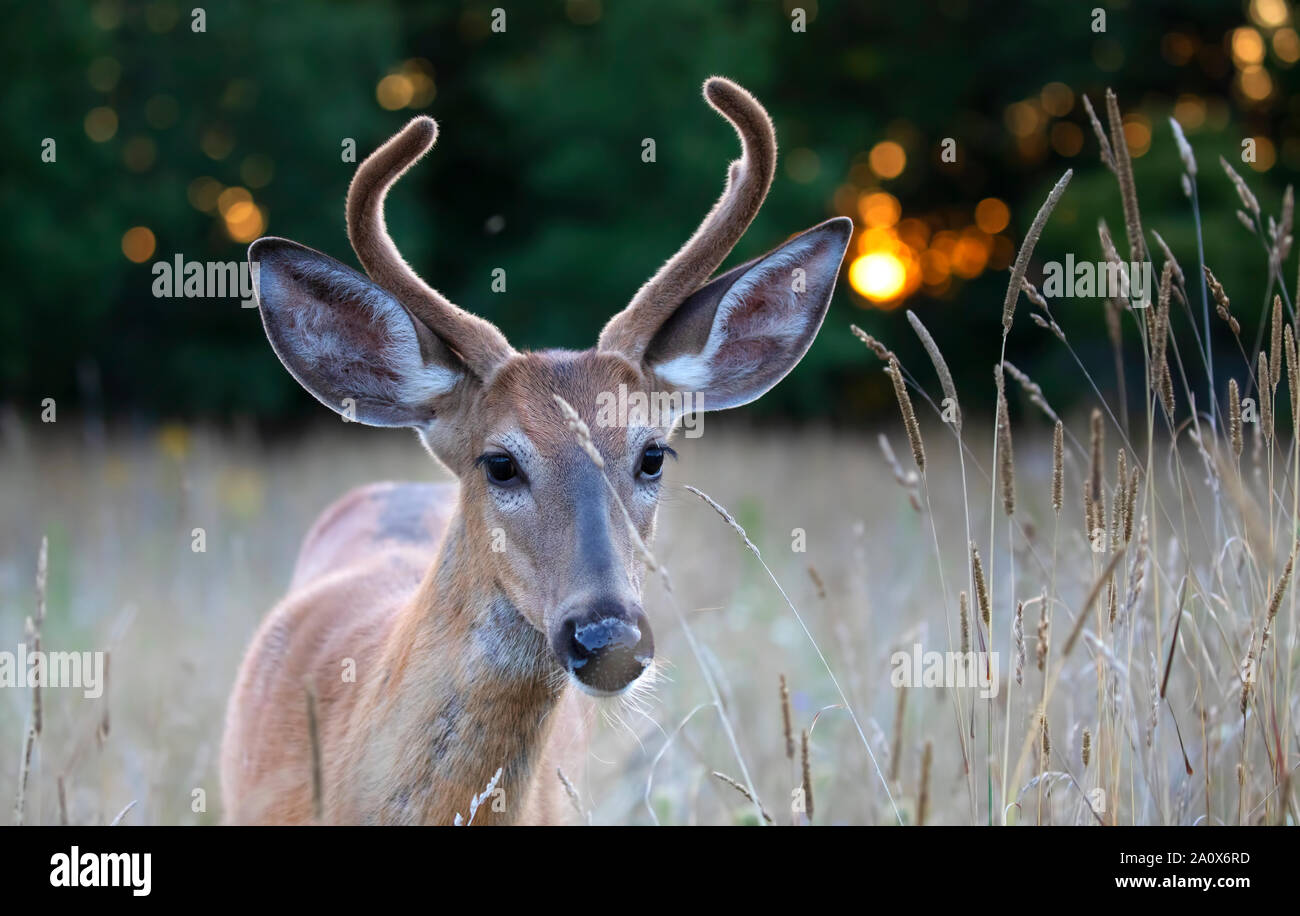 Rack of deer hi-res stock photography and images - Alamy