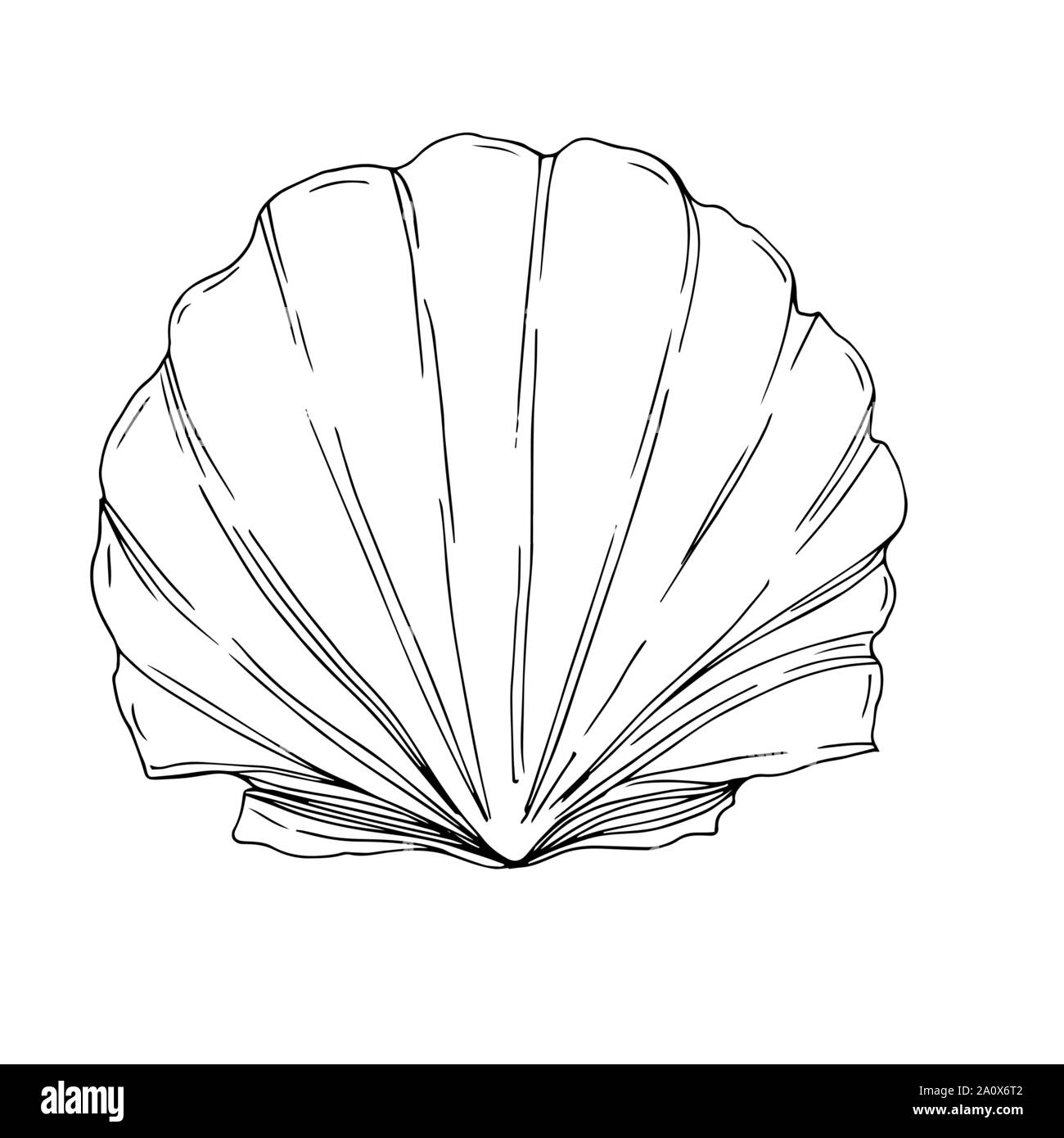 Simple Ink Seashells Vector Vector Summer beach seashell tropical elements. Black and white ...