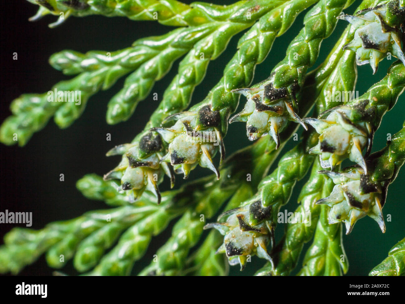 Lawson Cypress, Chamaecyparis lawsoniana, native to Western USA, close-up detail of young female cones Stock Photo
