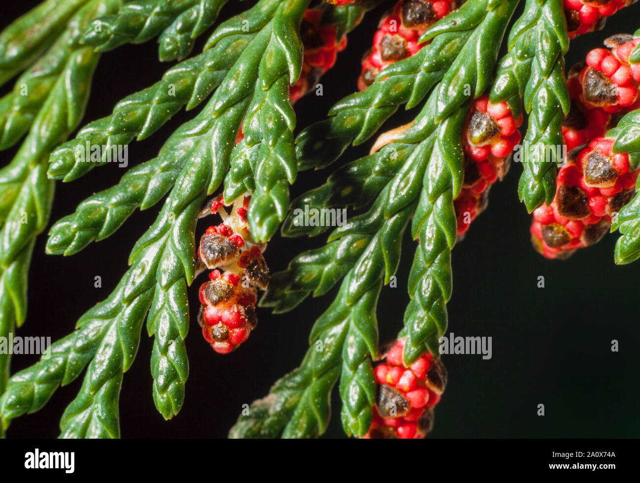 Lawson Cypress, Chamaecyparis lawsoniana, native to Western USA, close-up detail of young male pollen bearing cones Stock Photo