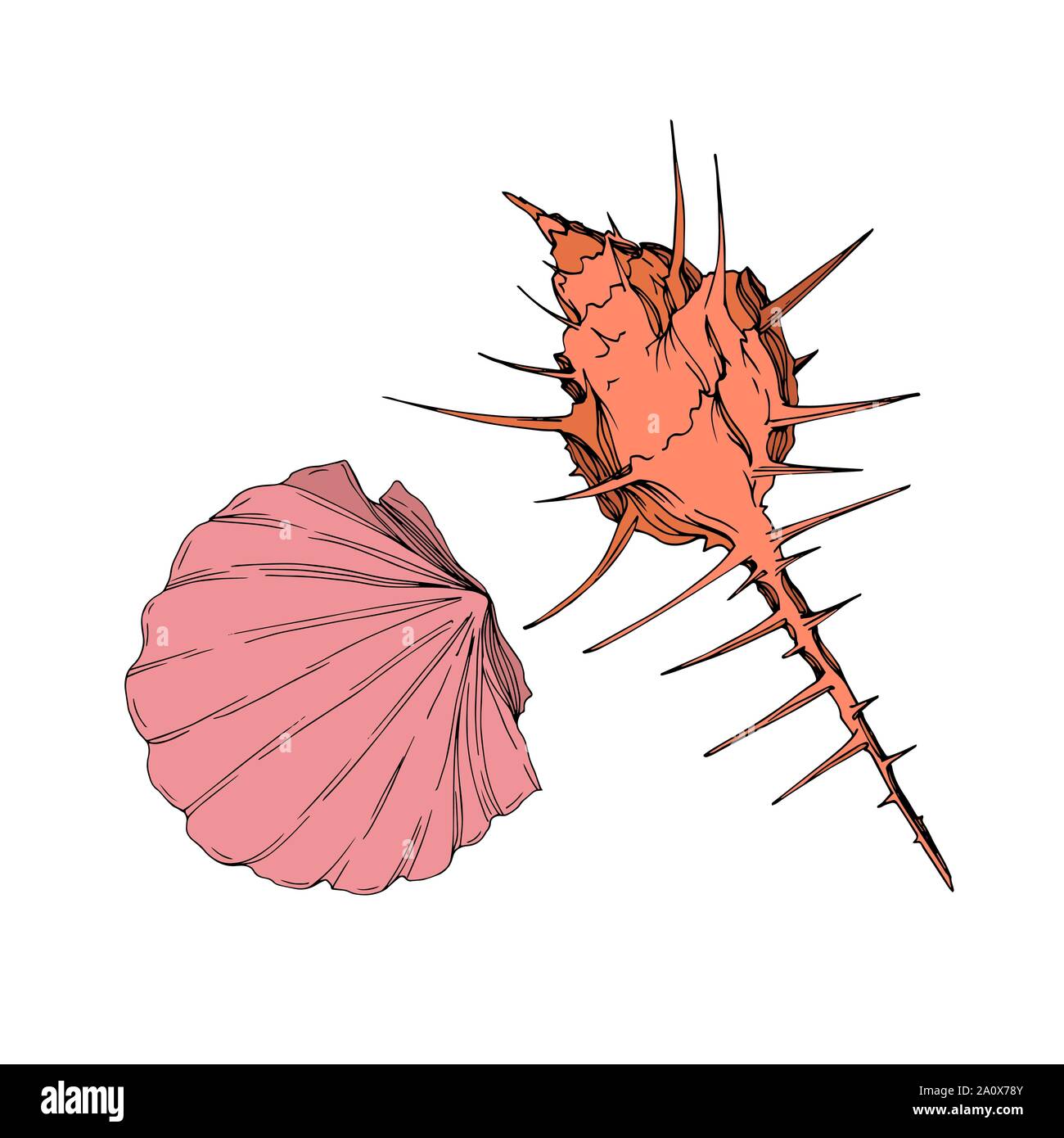 Simple Ink Seashells Vector Vector Summer beach seashell tropical elements. Engraved ink art ...