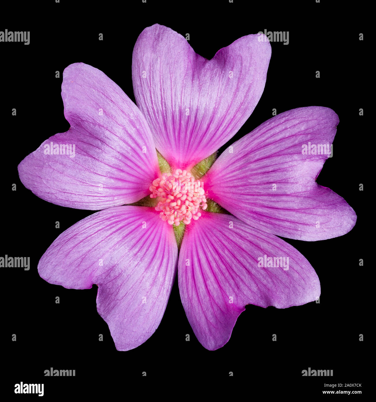 Common Mallow flower, Malva sylvestris, black background, a handsome 'weed' of waste ground, roadside verges and gardens. Stock Photo