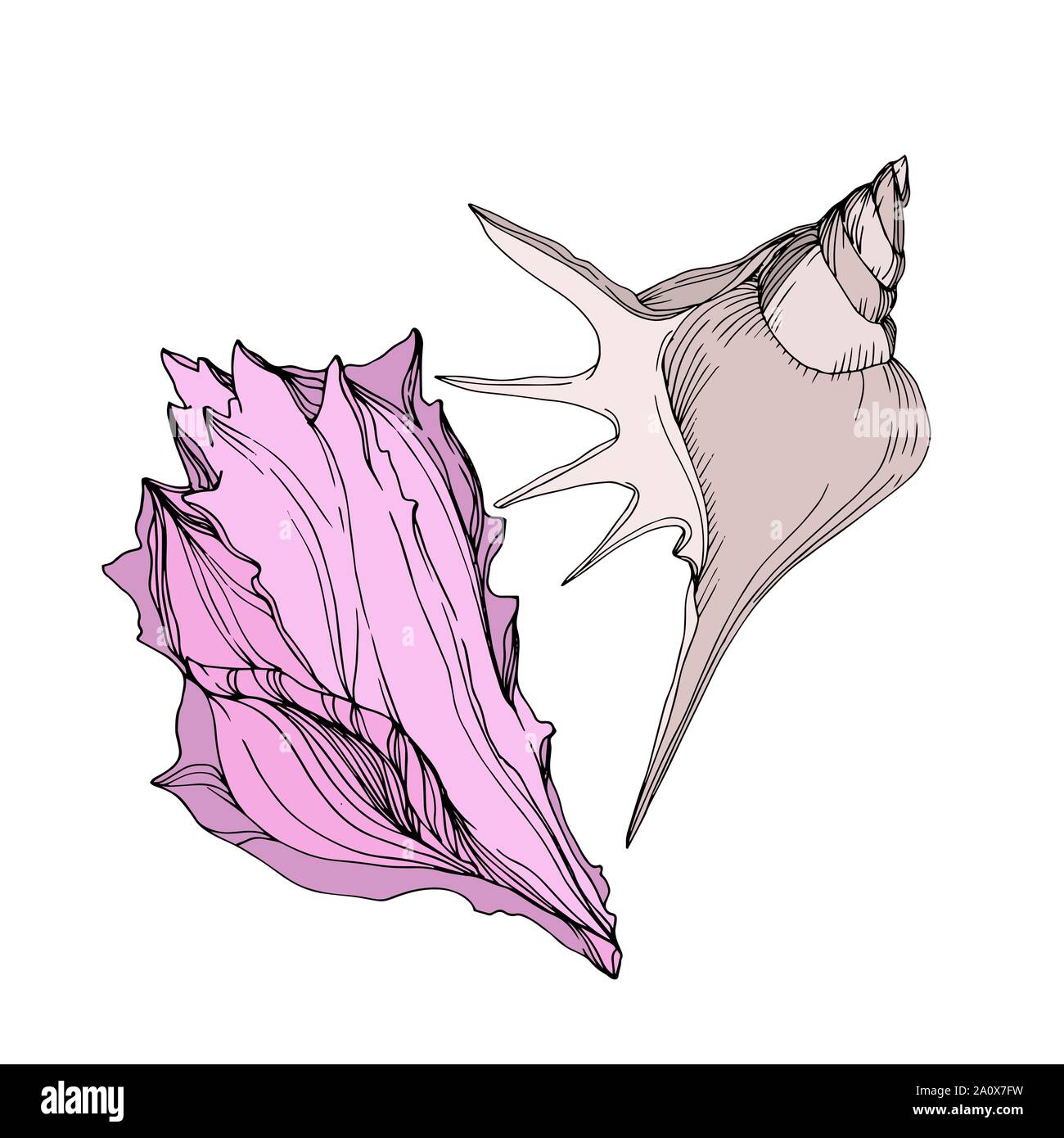 Simple Ink Seashells Vector Vector Summer beach seashell tropical elements. Engraved ink art ...