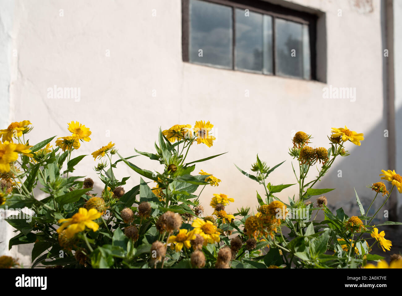 White wall with a window and Yellow flowers on a sunny day early autumn.Yellow flowers on a white building background Stock Photo