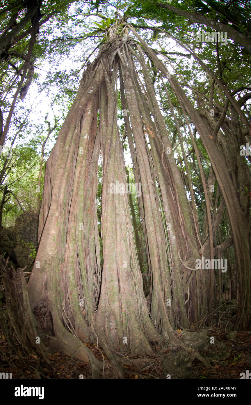 Strangler fig with roots, Ficus microcarpa, Christmas Island, Australia Stock Photo