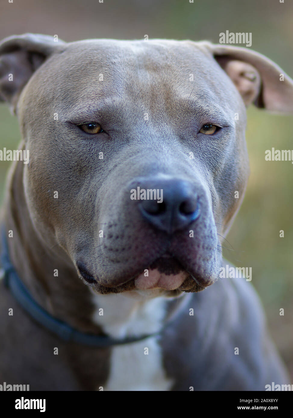 Beautiful portrait of a male american Stafforshire blue terrier Stock Photo