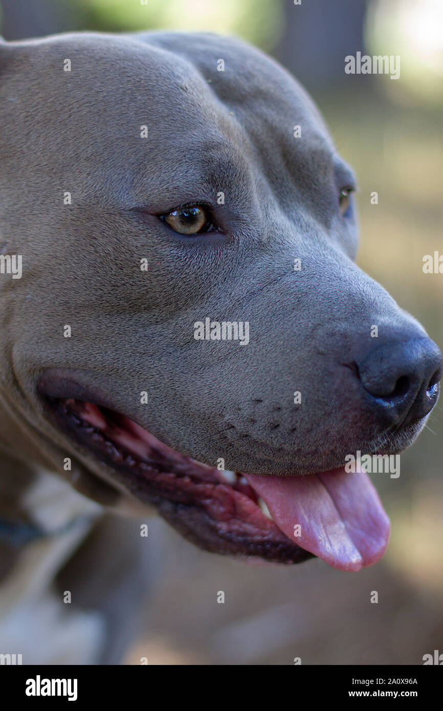 Beautiful portrait of a male american Stafforshire blue terrier Stock Photo