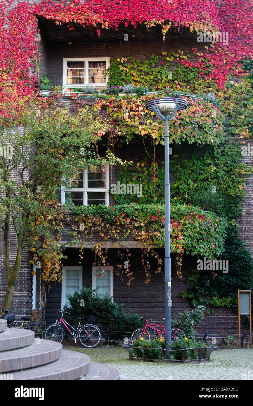 Wall of the building with a balcony is covered with ivy Stock Photo