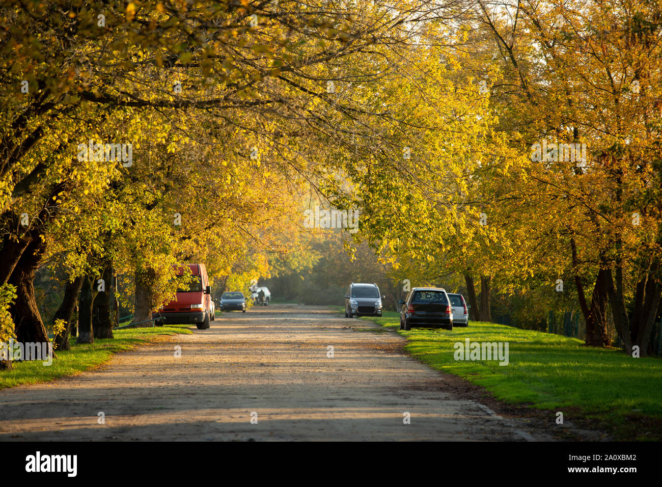 The road goes through the autumn park Stock Photo