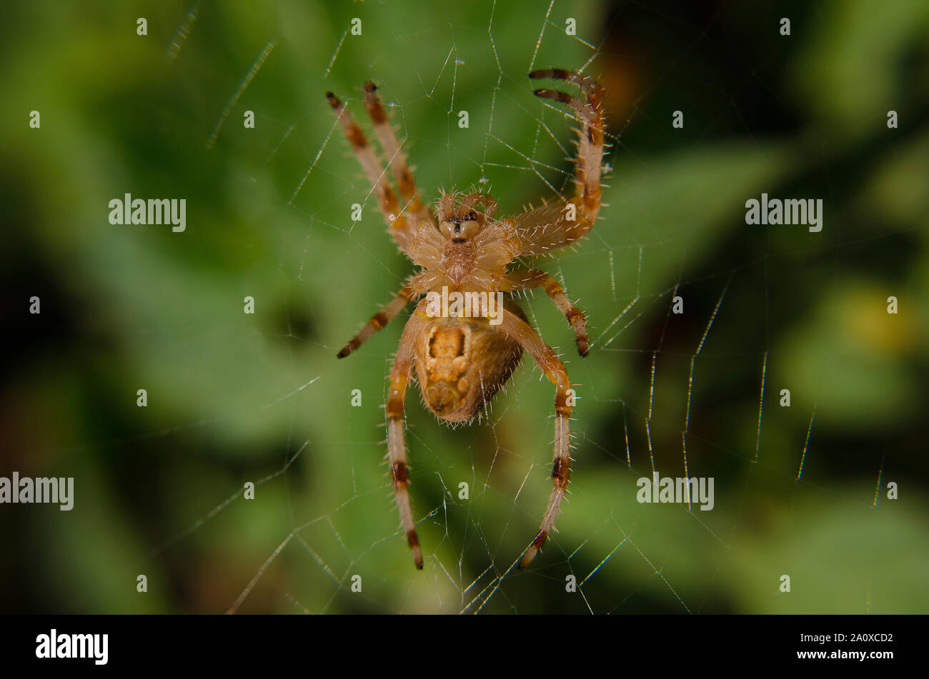 Closeup of a cross spider (crowned orb weaver, Araneus diadematus) on its web. Blurred green background Stock Photo