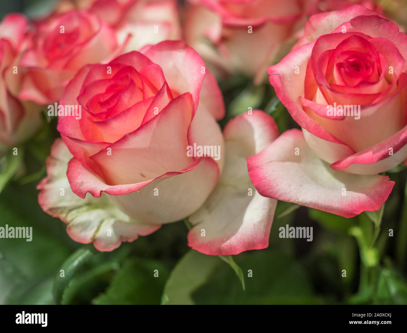 Page 2 - Royal Rose High Resolution Stock Photography and Images - Alamy