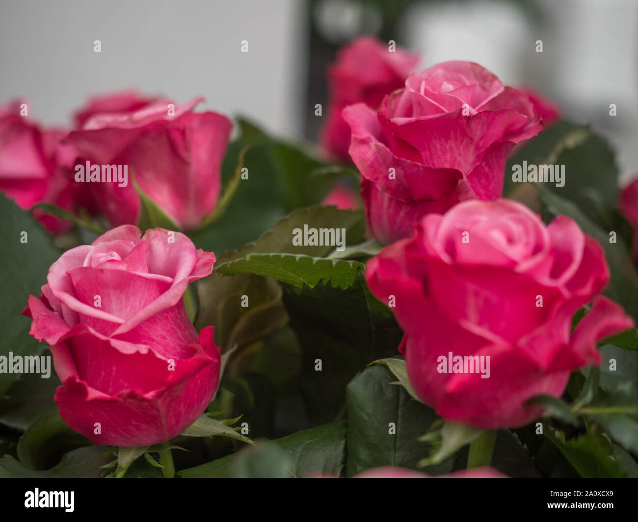 Blooming romantic fresh pink rose. Flower rose 'Deep Water' on the green and ohers roses background Stock Photo