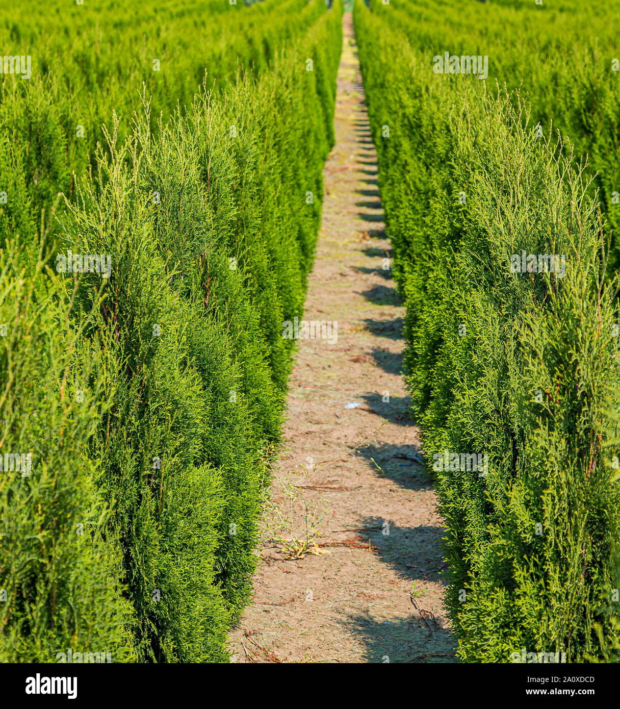 Rows of Juniper Vertical Stock Photo