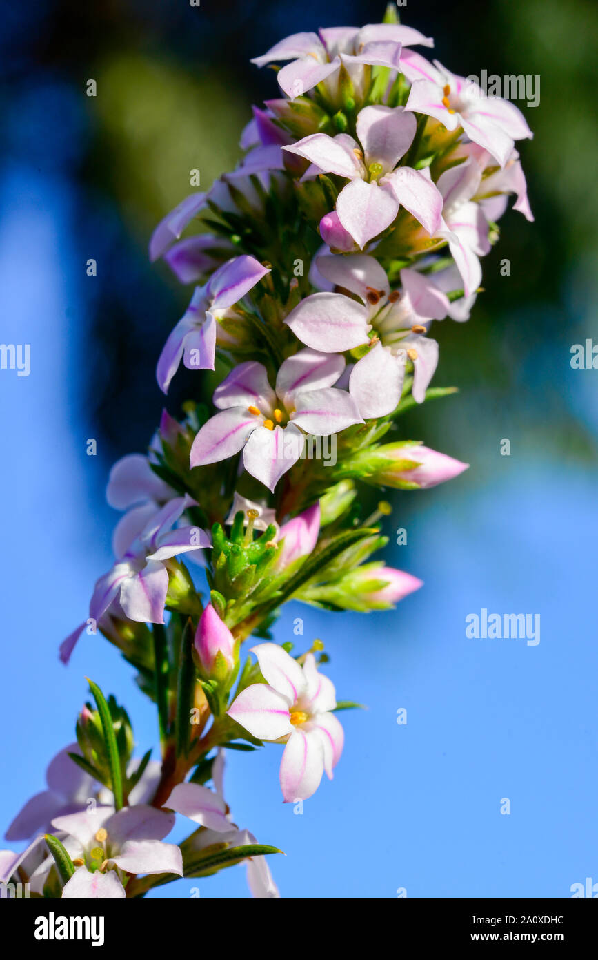 Small Pink, Yellow, Green Flowers of Diosma (Coleonema) with Blue Sky Background Stock Photo
