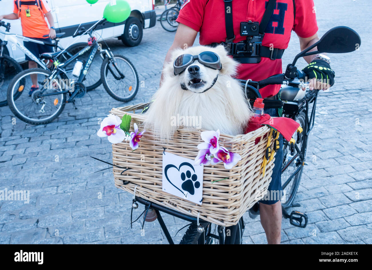 Pomeranian dog wearing sunglasses/goggles, riding in basket on front of bicycle. Stock Photo