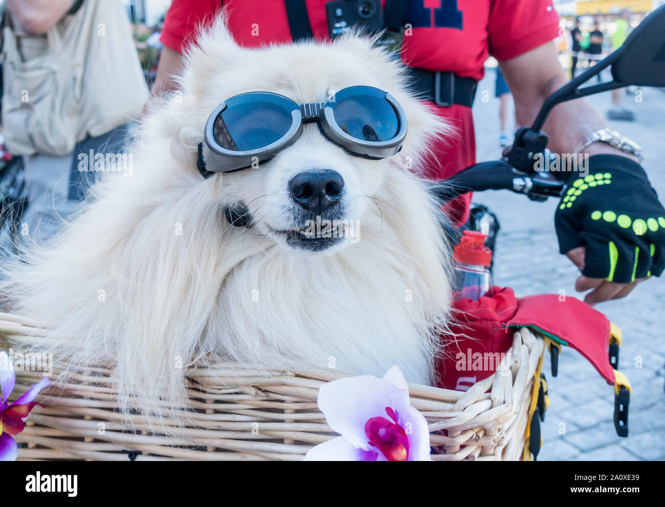 Pomeranian dog wearing sunglasses/goggles, riding in basket on front of bicycle. Stock Photo