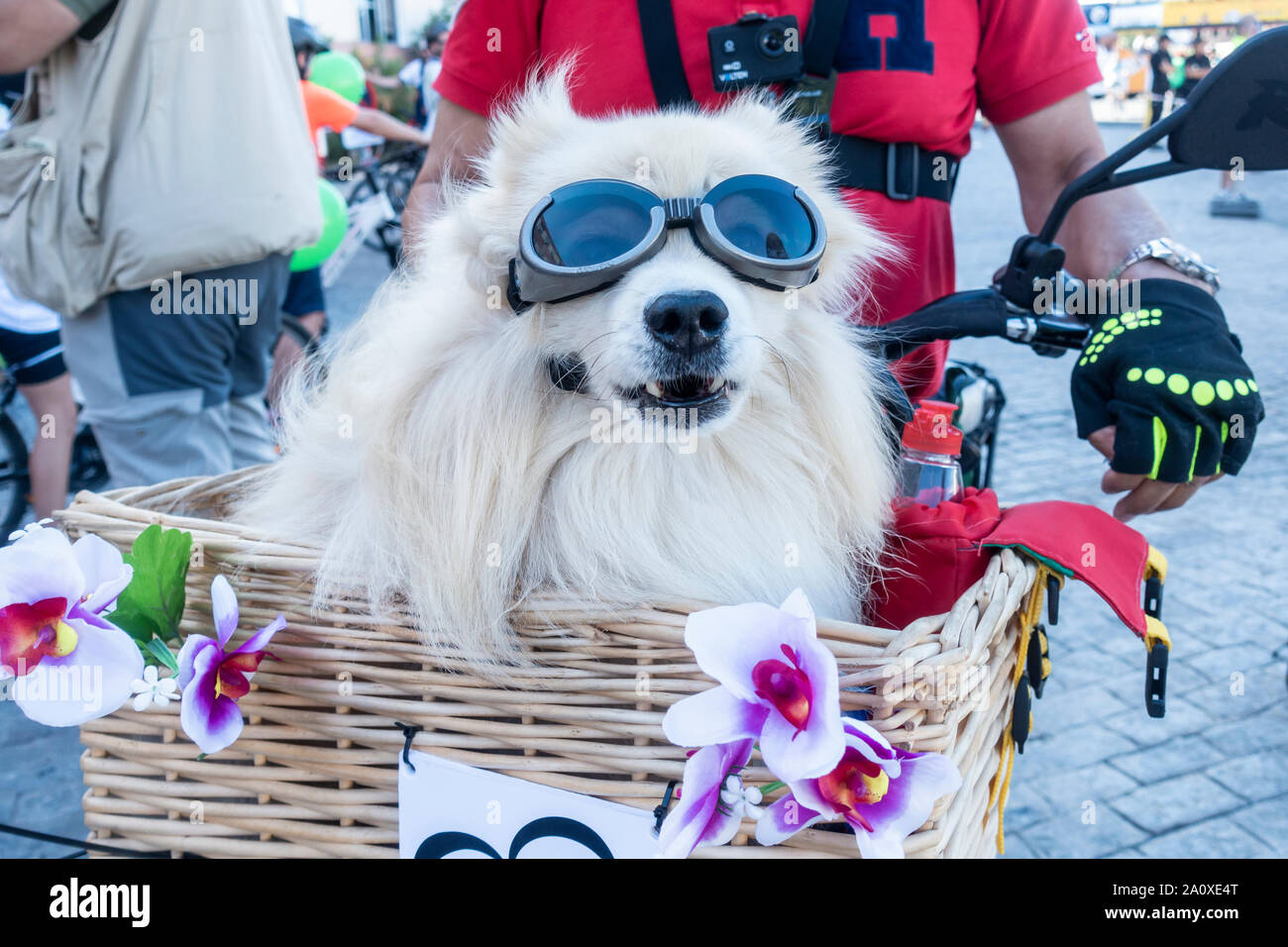 Pomeranian dog wearing sunglasses/goggles, riding in basket on front of bicycle. Stock Photo