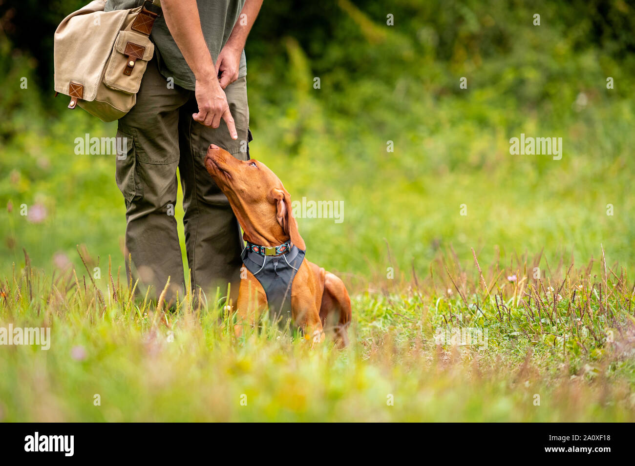 Beautiful Hungarian Vizsla puppy and its owner during obedience