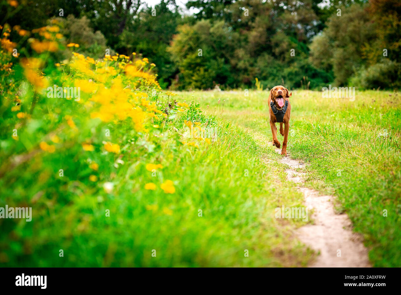 Cute happy vizsla puppy running through meadow full of flowers.  Happy dog portrait outdoors. Stock Photo