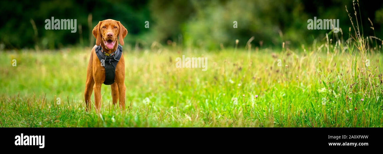 magyar vizsla puppy wearing dog harness standing in a middle
