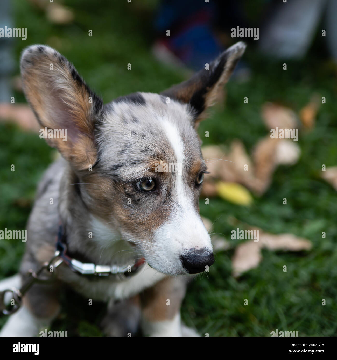 This is the Forest Corgi. According to legend, the Corgi served the forest  elves. Proof of this is the shape of the saddle on the back Stock Photo -  Alamy