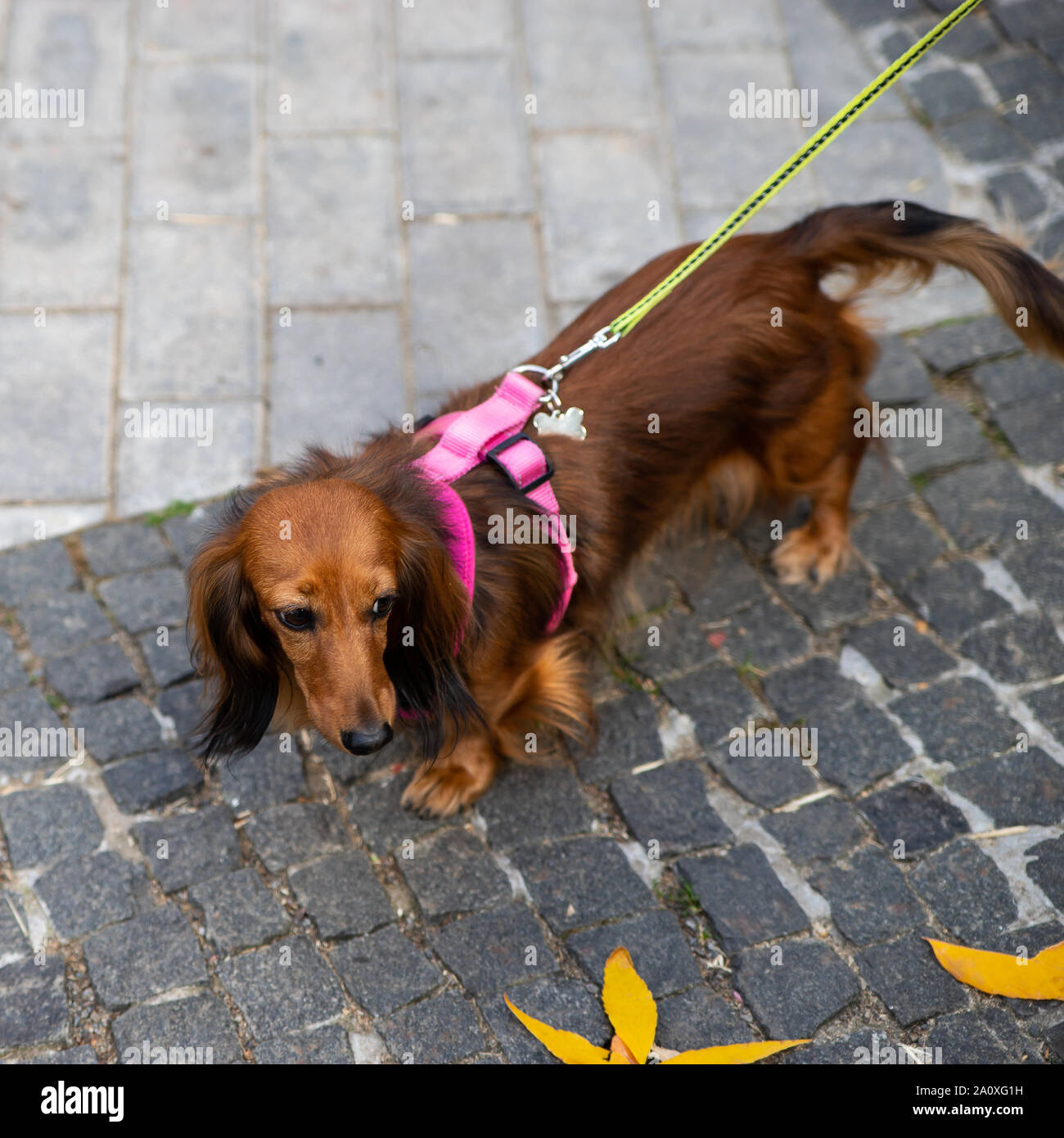 Long haired dachshund. Breeds of hunting dogs. Dachshund comes from the