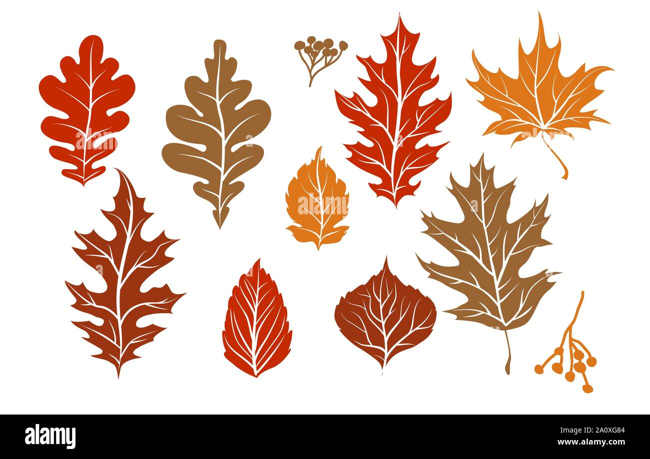 Autumn leaves silhouette isolated. Nature design elements set. Fall leaves for decoration. Stock Vector