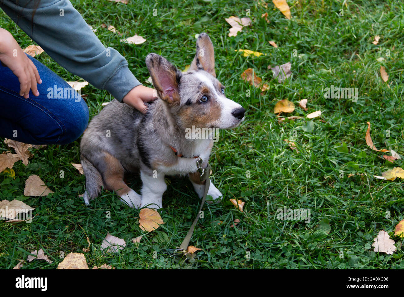 Welsh Corgi cardigan. This is the Forest Corgi. According to legend, the Corgi served the forest elves. Proof of this is the shape of the saddle on th Stock Photo
