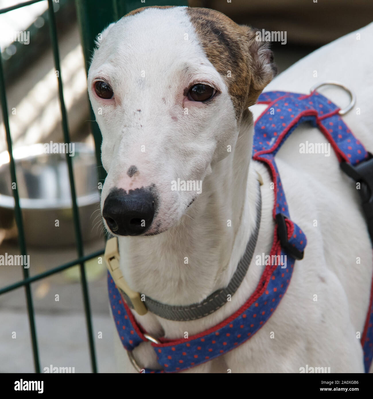 Hortaya Greyhound. Horty greyhounds are sporting and hunting dogs, rare in Russia and practically unknown outside its borders. Stock Photo