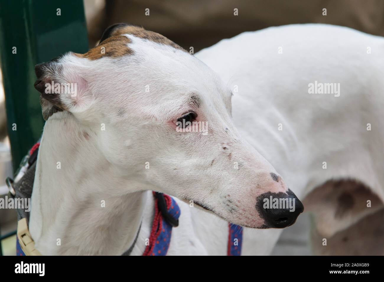 Hortaya Greyhound. Horty greyhounds are sporting and hunting dogs, rare in Russia and practically unknown outside its borders. Stock Photo