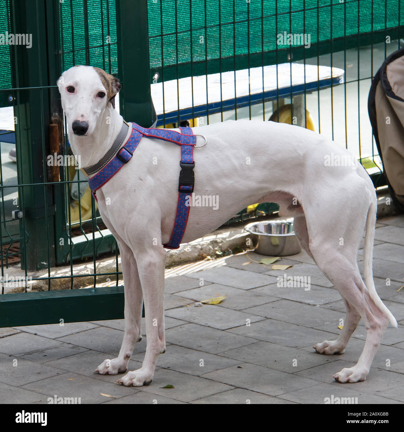 Hortaya Greyhound. Horty greyhounds are sporting and hunting dogs, rare in Russia and practically unknown outside its borders. Stock Photo