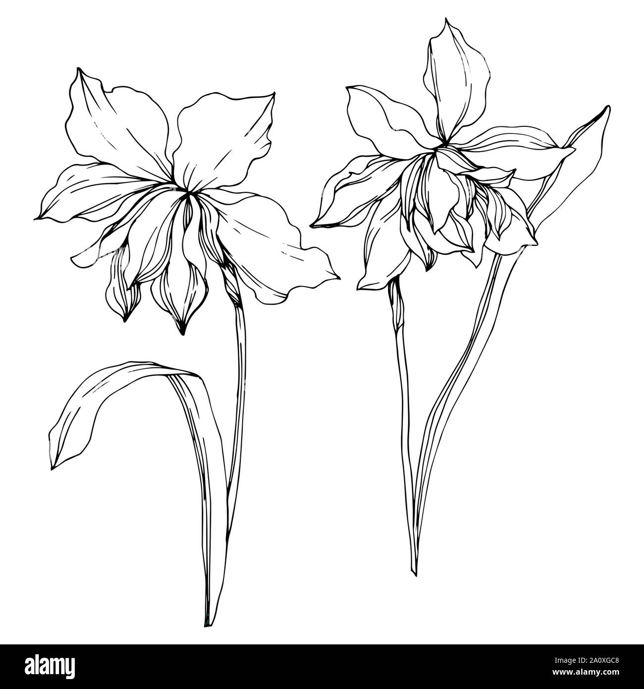 Vector Narcissus floral botanical flowers. Wild spring leaf wildflower ...