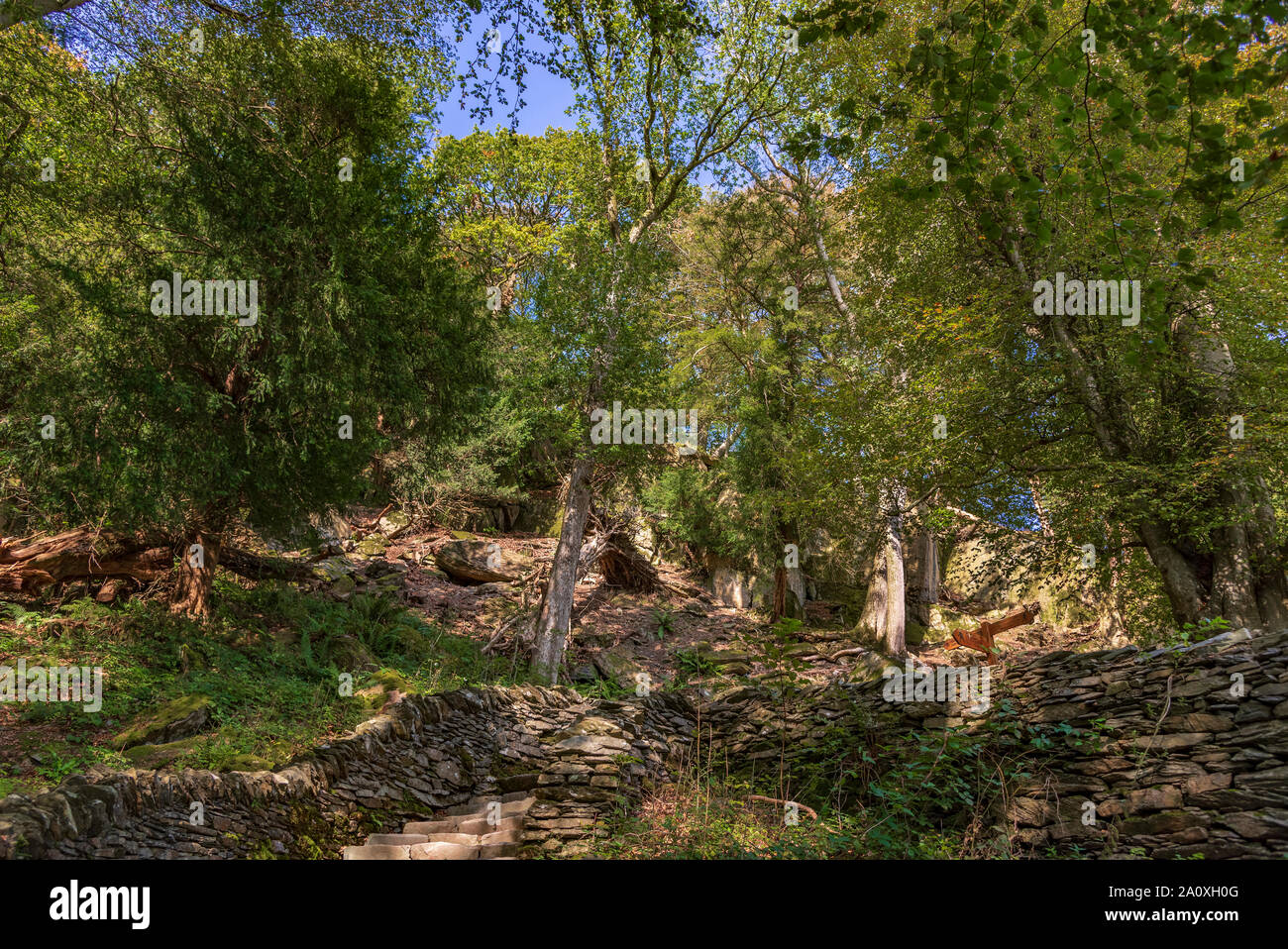 Shady woodland scene with rocky wall. Stock Photo