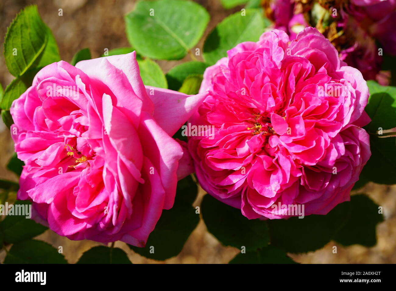 Pink antique rose hi-res stock photography and images - Alamy