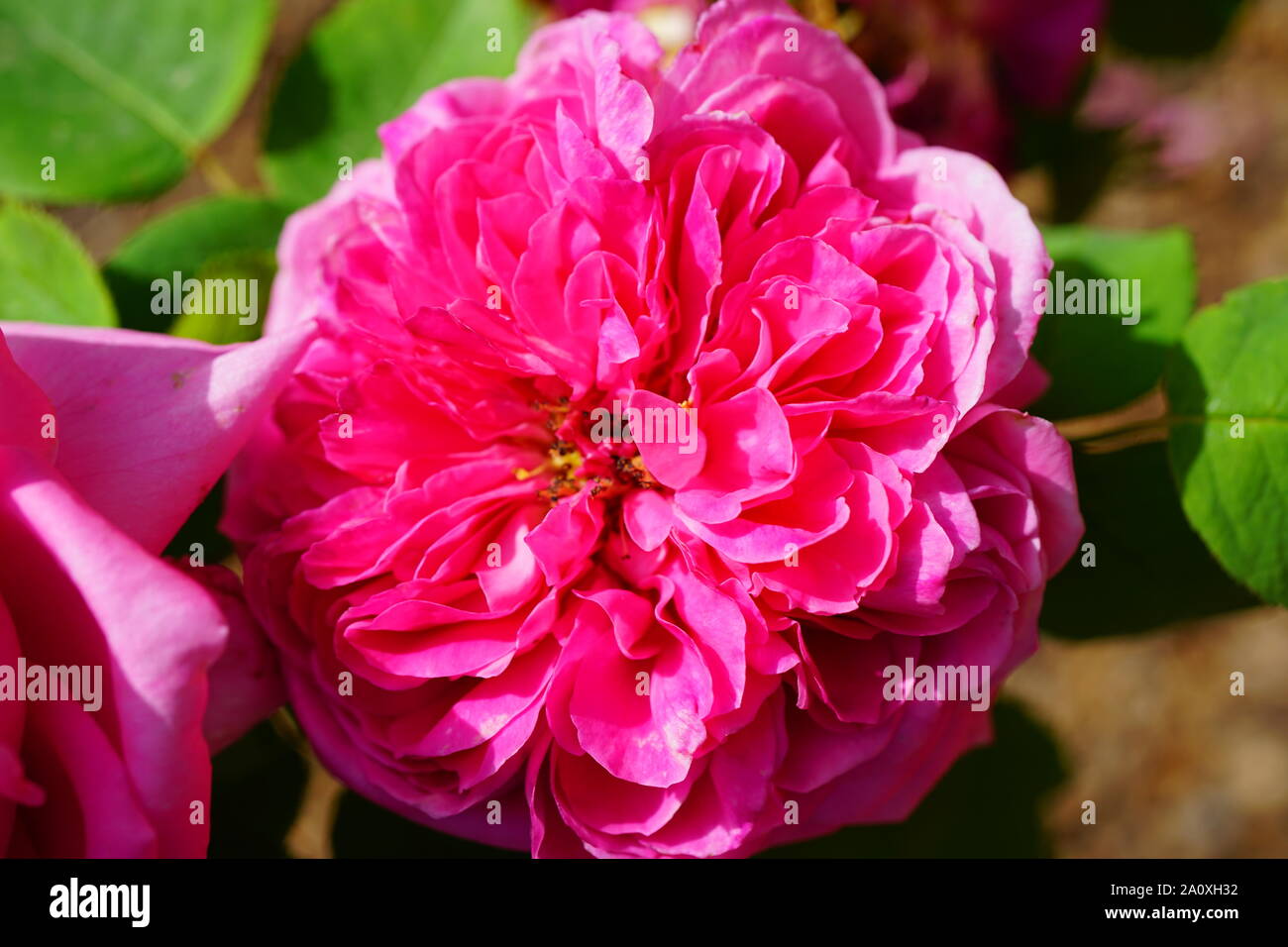 Antique rose hi-res stock photography and images - Alamy