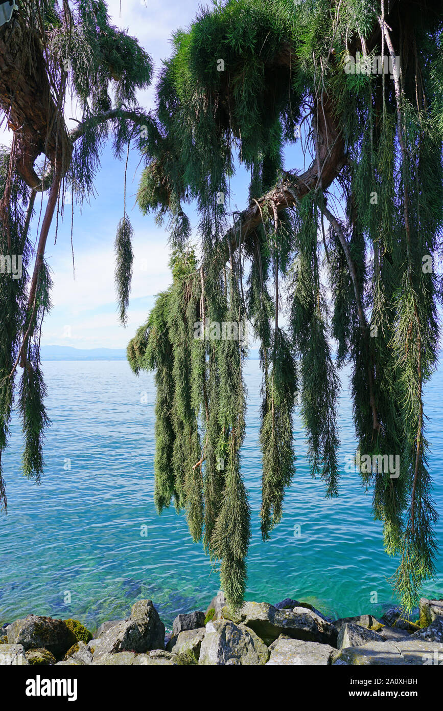 View of a Weeping Giant Sequoia tree (sequoiadendron giganteum pendulum) Stock Photo