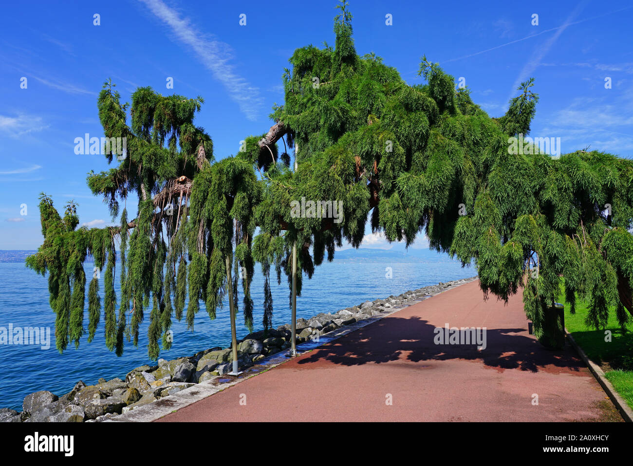 View of a Weeping Giant Sequoia tree (sequoiadendron giganteum pendulum) Stock Photo