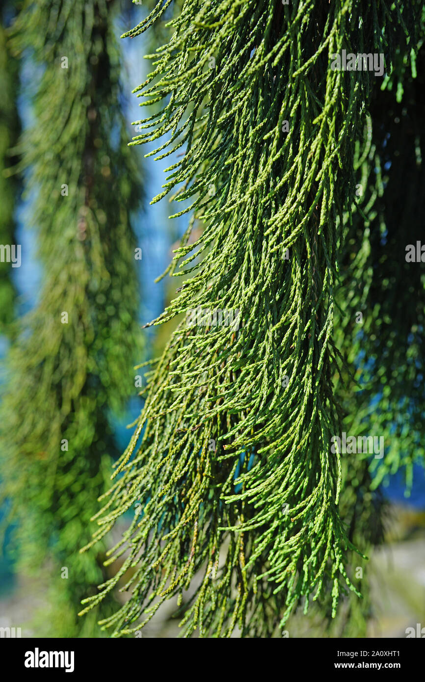View of a Weeping Giant Sequoia tree (sequoiadendron giganteum pendulum) Stock Photo
