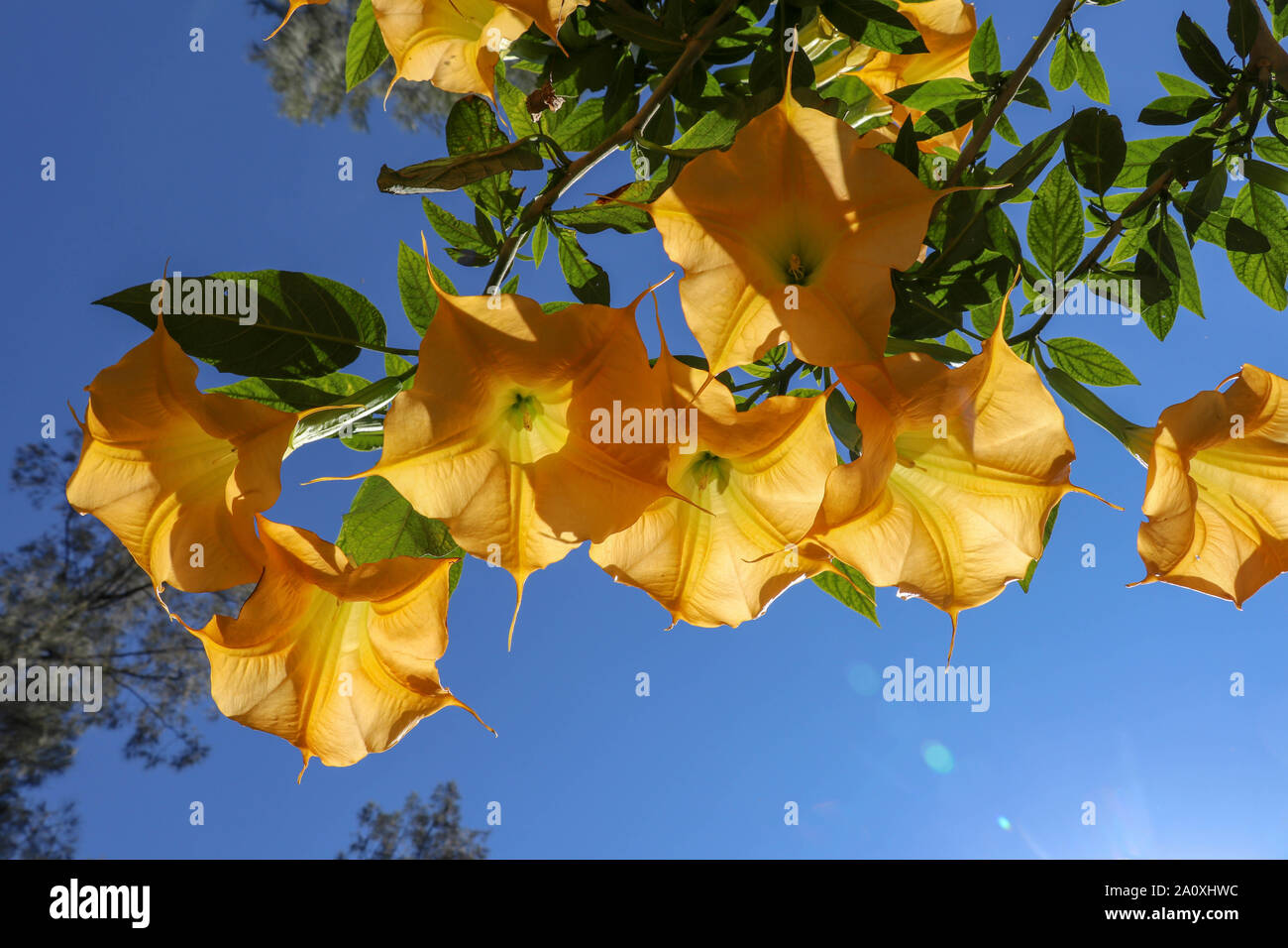 Angels Trumpets (Datura), Solanaceae, Brugmansia, the large, fragrant flowers give them their common name of angel's trumpets. Stock Photo