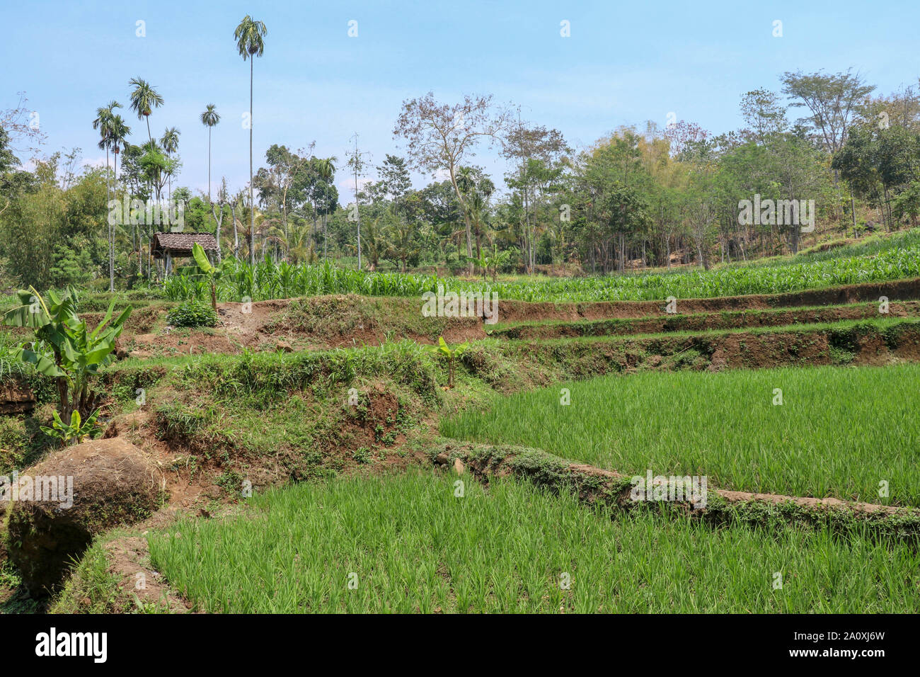 Stepped rice terraces with young rice plants. Fields of local farmers ...