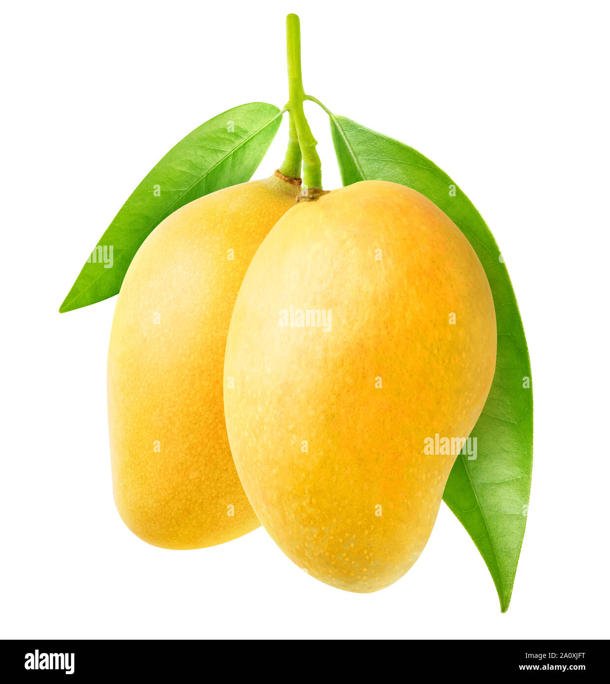 Isolated mango. Two yellow mango fruit hanging on a tree branch isolated on  white background with clipping path Stock Photo - Alamy